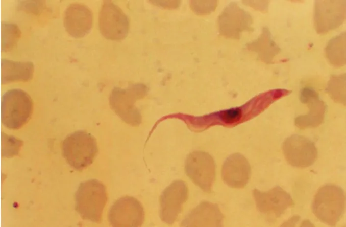 Fig.  1:  blood  smear  of  a  bovine  infected  with  Trypanosoma  vivax   from the Aquidauana region of the Pantanal in Mato Grosso do Sul,  Brazil