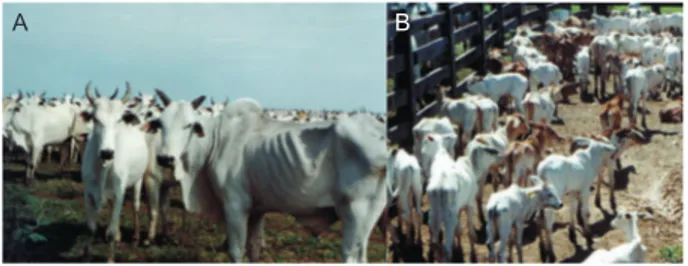 Fig.  3:  accute  phase  during  Trypanosoma  vivax  Trypanosomiasis  outbreak  in  cattle  from  Aquidauana  region  of  the  Pantanal  in  Mato  Grosso do Sul, Brazil