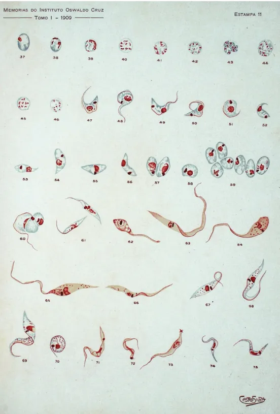 Fig. 1: reproduction of the original drawings of the first description of Trypanosoma cruzi by Carlos Chagas in 1909 where developmental stages  found in both the invertebrate and invertebrate hosts were seen.
