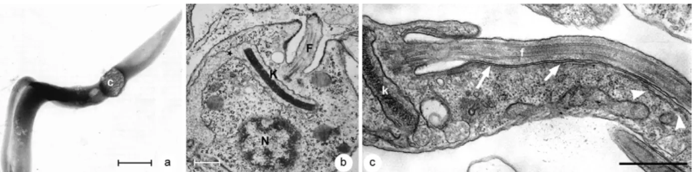 Fig. 10: different views of the kinetoplast and the general organization of the trypomastigote (a), amastigote (b) and epimastigote (c) forms of  Trypanosoma cruzi
