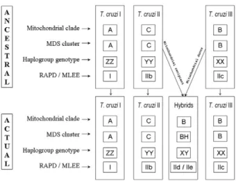 Fig.  3:  median  joining  network  of  the  haplotypes  identified  by  the  PHASE software.
