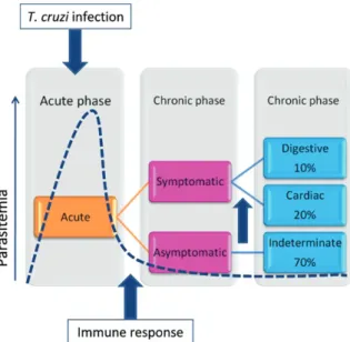 Fig.  1:  clinical  evolution  of  human  Chagas  disease. Upon  infection  with  Trypanosoma  cruzi,  individuals  undergo  an  acute  phase  that  lasts  between  2-4  months  and  is  characterized  by  high  parasitemia