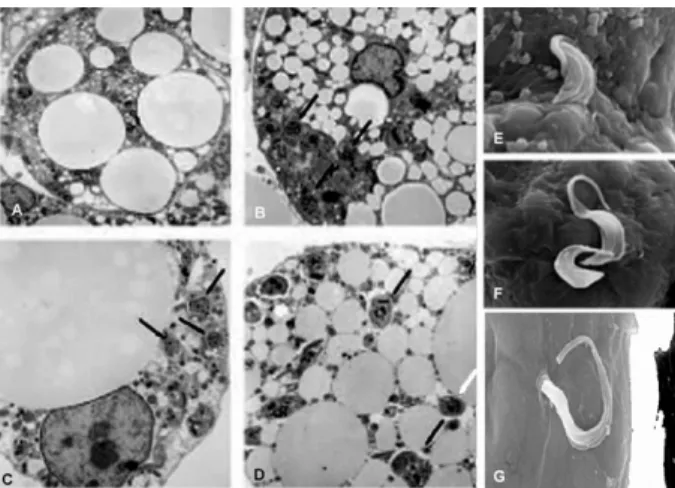 Fig. 5: mRNA levels of peroxisome proliferator-activated receptor γ  (PPAR-γ)  and  adiponectin  in  Trypanosoma  cruzi  infected  cultured  differentiated 3T3-L1 adipocytes