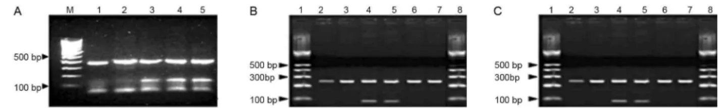 Fig. 1: ethidium bromide-stained agarose gel of allele-specific polymerase chain reaction (ASPCR) products for the differentiation of sibling  species of Anopheles culicifacies s.l and Anopheles fluviatilis s.l