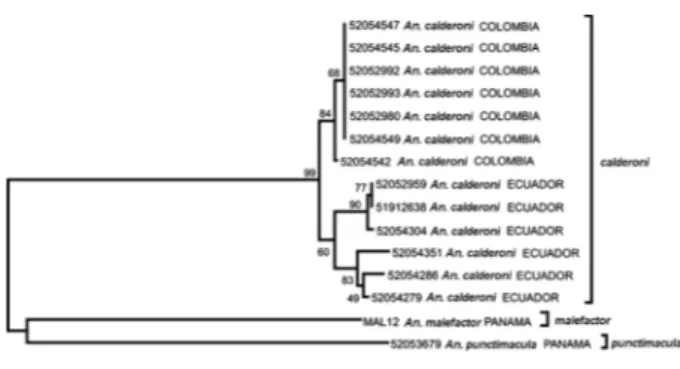 Fig. 4: neighbor-joining tree of Anopheles calderoni, Anopheles punc- punc-timacula and Anopheles malefactor based on 658 bp of the mtDNA  cytochrome c oxidase subunit I gene gene