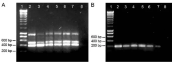 Fig.  2:  polymerase  chain  reaction  (PCR)  products  from  internal  transcribed  spacer  2  (ITS2)  analyses