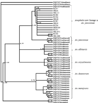Fig.  3:  Bayesian  topology  of  the  cytochrome  oxidase  I sequences.  