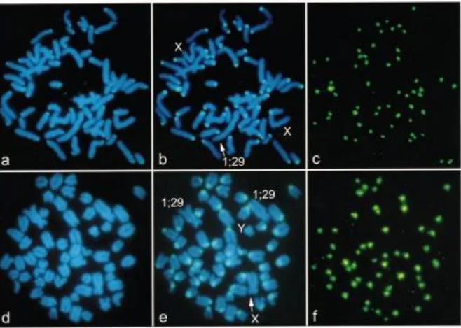 Figure 1. Metaphase chromosome preparations from (a^c) a cow [2n ˆ 59, XX, rob(1;29)] heterozygous for the 1;29 translocation and (d^f) a bull  [2n ˆ 58, XY, rob(1;29)] homozygous for the 1;29 translocation