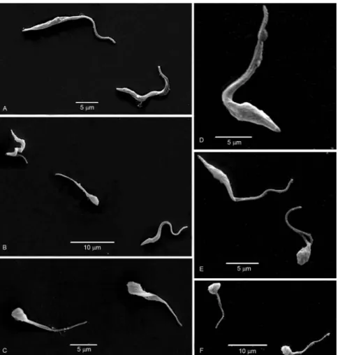 Fig. 3: scanning electron microscopy of parasites from the supernatant (A-C) or adhered to the flask walls (D-F) from cultures kept in triatomine  artificial urine (TAU)3AAG medium for 24 h (A, D) controls