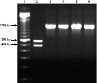 Fig. 2: the non structural protein 3 gene restriction enzyme digestion  reveals site specificity