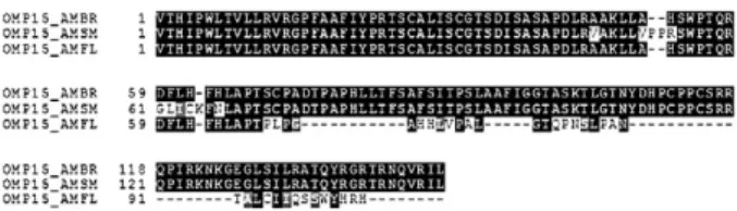Fig.  1:  multiple  alignment  of  the  predicted  amino  acid  sequence  in  OMP15.  The  sequence  is  smaller  in  Anaplasma  marginale  Florida  (AMFL) isolate in comparison to A