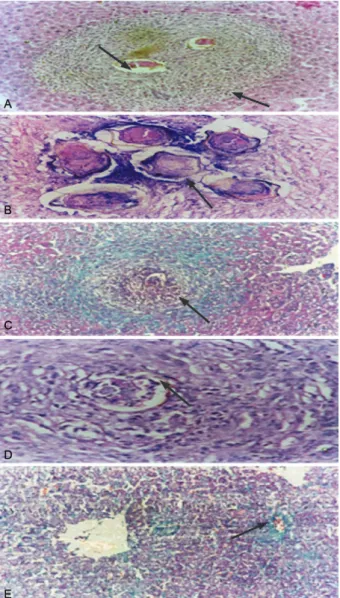 Fig. 3: sections through mice liver stained with haematoxylin and eosin. 