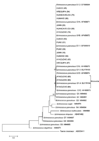 Fig. 3: phylogenetic tree of representative sequences of Echinococcus  granulosus from Peru and reference sequences of other genotypes