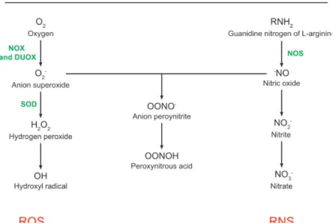 Fig 3: production of main reactive oxygen species (ROS) and reactive  nitrogen species (RNS)
