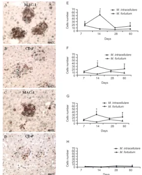 Fig. 2: morphometric analysis of the granuloma present in the liver of  BALB/c mice infected with Mycobacterium intracellulare or  Myco-bacterium  fortuitum