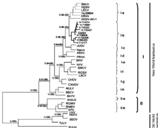 Fig. 2: phylogenetic tree of the partial small RNA segment of hanta- small RNA segment of hanta-  segment of hanta- hanta-virus lineages by maximum likelihood and Bayesian methods