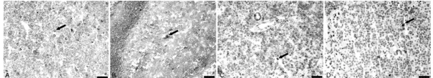 Fig. 3: medulla of a hepatic lymph node showing INF-γ (A, B) and IL-4 (C, D) positive cells (arrow); group 2 (B, D) and group 3 (A, C)
