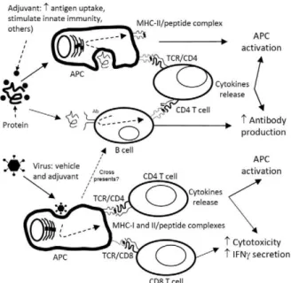 Fig. 1: summary of events related to major acquired immunity antigen  processing and presentation mechanisms that take place after  admin-istration of a protein-in-adjuvant vaccine or a recombinant viral  vac-cination vector