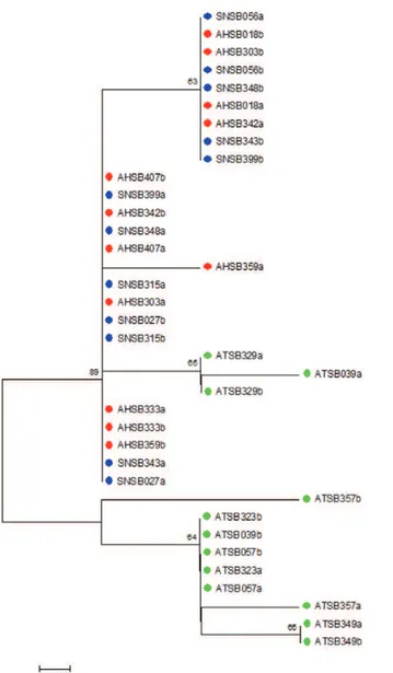 Fig. 2: neighbor-joining tree of the cpr DNA sequences. The figure  shows a neighbour-joining tree based on Anopheles triannulatus s.l