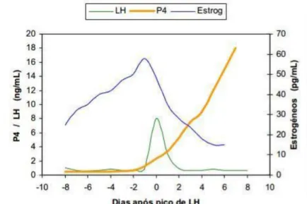 Figura 6 – Variação das concentrações plasmáticas de  estrogéneos, LH e P4 durante o pró-estro e estro na cadela  (Adaptado de: Alves et al.,  2002) 