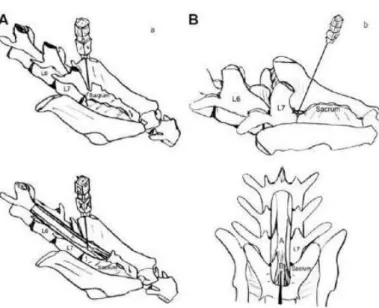 Figura 10 – Vistas anatómicas do espaço lombo-sagrado  no  gato  (A)  e  no  cão  (B)