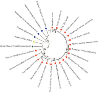 Fig.  2A:  conservation  pattern  of  platelet-activating  factor  (PAF)  re- ceptors from 25 animal species