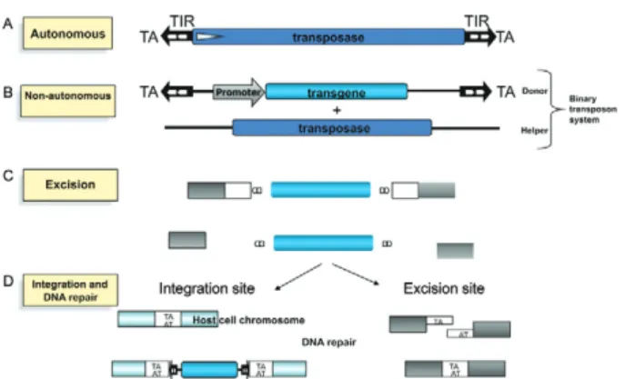 Fig.  1A:  schematic  representation  of  the  structure  and  mechanism  of transposition of transposons