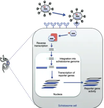 Fig. 3: schematic representation of retroviral replication and integra- integra-tion  into  a  schistosome  cell