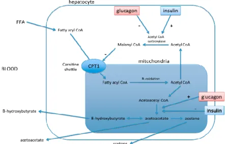 Figura 2. Alterações bioquímicas no hepatócito (adaptado de O’Brien, 2010) 