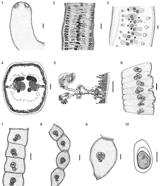 Figs 1-10: light microscopy of Lanfrediella amphicirrus gen. nov. sp. nov. 1: dorsoventral view of the scolex (Bar = 100 µm); 2: immature seg- seg-ments in a dorsoventral view (Bar = 50 µm); 3: mature segseg-ments (Bar = 50 µm); 4: cross section of mature 