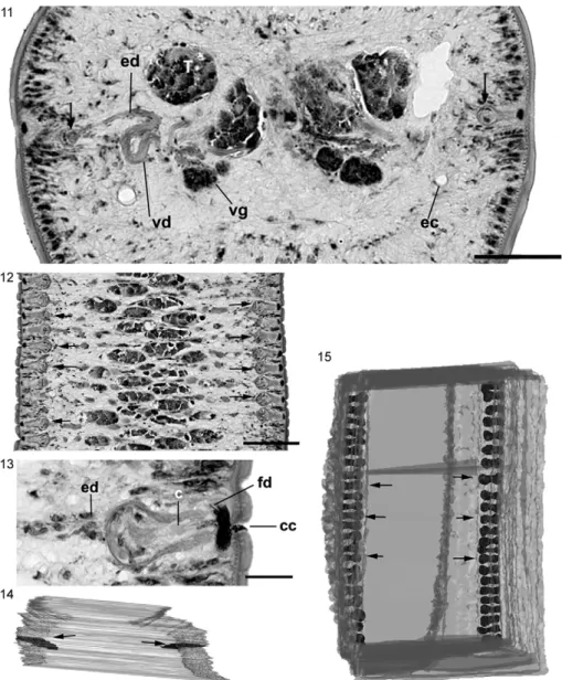 Figs 11-15: longitudinal and cross-sections of mature segments embedded in Historesin and three-dimensional (3D) reconstruction based on  serial longitudinal sections of a strobila segment
