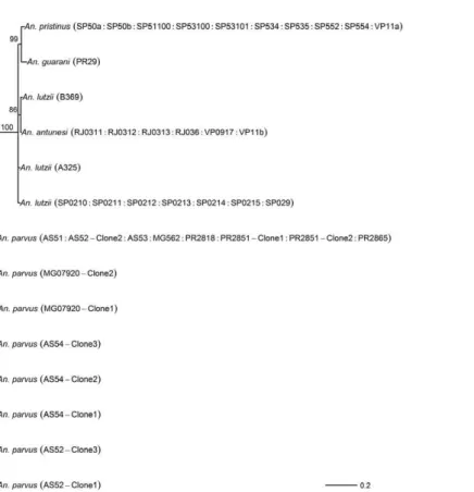 Fig. 1: Bayesian tree of the second internal transcribed spacer of species of the Myzorhynchella Section