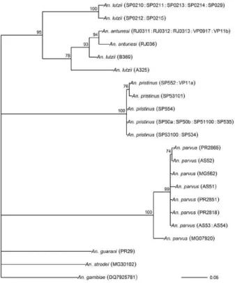 Fig. 2: Bayesian tree of the mitochondrial cytochrome oxidase subunit I gene of species of the Myzorhynchella Section