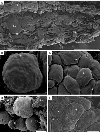 Fig.  2:  histological  sections  of  newly  emerged  mosquito  fat  bod- bod-ies.  A: Culex  quinquefasciatus  male  fat  body  stained  with  Gomori’s  Trichrome