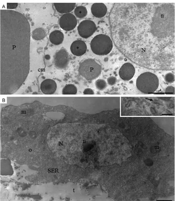 Fig. 3: transmission electron microscopy micrographs of the fat body  of newly emerged Anopheles darlingi female showing details of  tro-phocytes