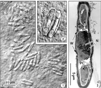 Figs  1-3:  light  and  ultrastructural  micrographs  of  a  fish-infecting  myxosporean  Myxidium  volitans  sp