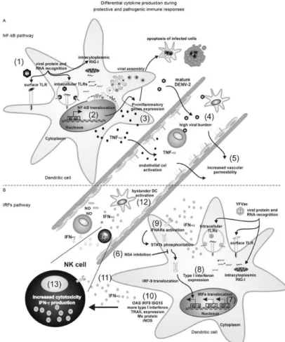 Fig. 7: theoretical model for dendritic cell (DC)-flavivirus interaction. A: during target cell infection, dengue virus (DENV) is sensed/recog- sensed/recog-nized  by  pattern  recognition  receptor  (1),  triggering  preferentially  pro-inflammatory  gene