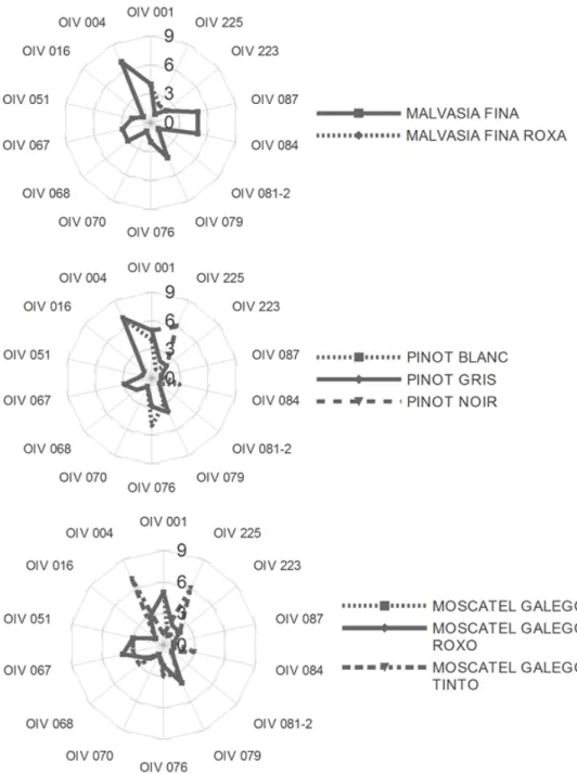 Figure 1.  Ampelographic characterisation based on the main descriptors that correspond to  the ‘Primary descriptor priority list’ suggested by the OIV (see Table 2)