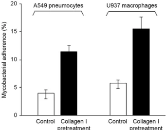 Fig.  2:  effect  of  exogenous  collagen  I  on  the  Mycobacterium  bovis  BCG interaction with pneumocytes and macrophages