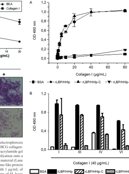 Fig.  5:  Mycobacterium  leprae  laminin-binding  histone-like  protein  (LBP/Hlp) binds to different collagen types by its C-terminal domain