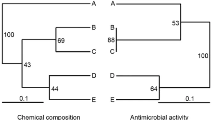 Fig. 2: cluster analysis of Cuban propolis samples type III according  to their chemical composition and antimicrobial activity.