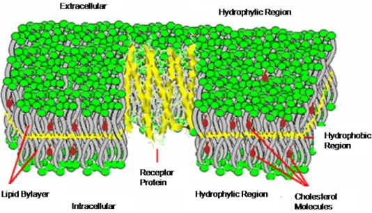 Fig. I.6 – Cut away view of 7-Helical Olfactory G-protein coupled “receptor protein” transversing cellular membrane  (adapted from Leffingwell, 2002)