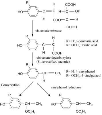 Fig. I.24 – Volatile phenols pathway during vinification and conservation of wines (adapted from Bayonove et al.,  1998)