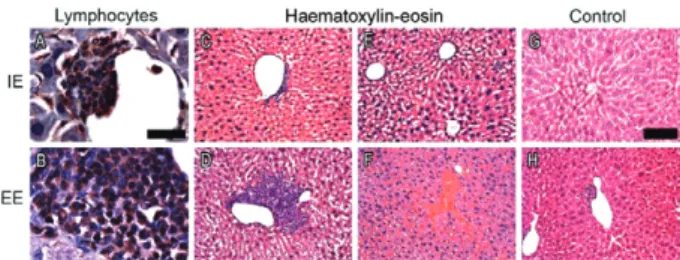 Fig. 5: liver pathology after antibody-enhanced dengue disease. Pho- Pho-tomicrographics from immunolabelled (A-B) or haematoxylin-eosin  (C-H) stained sections to illustrate pathological changes in the liver of  impoverished environment (IE) (n = 4), enri