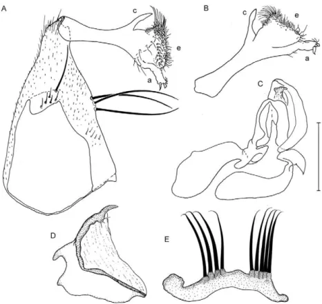 Fig. 1: male genitalia of Wyeomyia exallos sp. nov. A: gonocoxite and gonostylus, mesal view (lobes a, c, e,); B: gonostylus, lateral view; C: phallo- phallo-some; D: proctiger; E: tergum IX