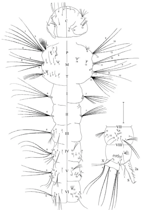 Fig. 3: fourth-instar larva of Wyeomyia exallos sp. nov. Dorsal and ventral aspects of the head, thorax and abdominal segments I-VI, lateral  aspect of abdominal segments VII, VIII and X
