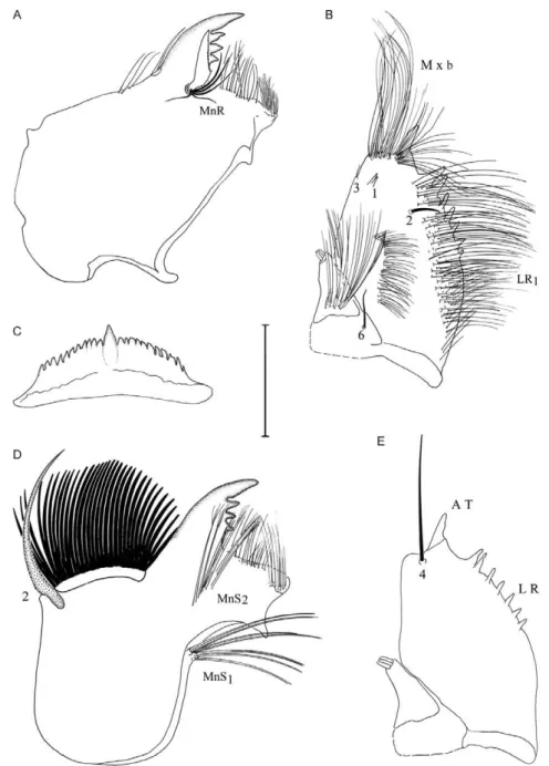 Fig. 4: larval mouthparts of Wyeomyia exallos sp. nov. A, D: mandible; AT: apical tooth; B, E: maxillae (A, E: ventral views; B, D: dorsal views); 