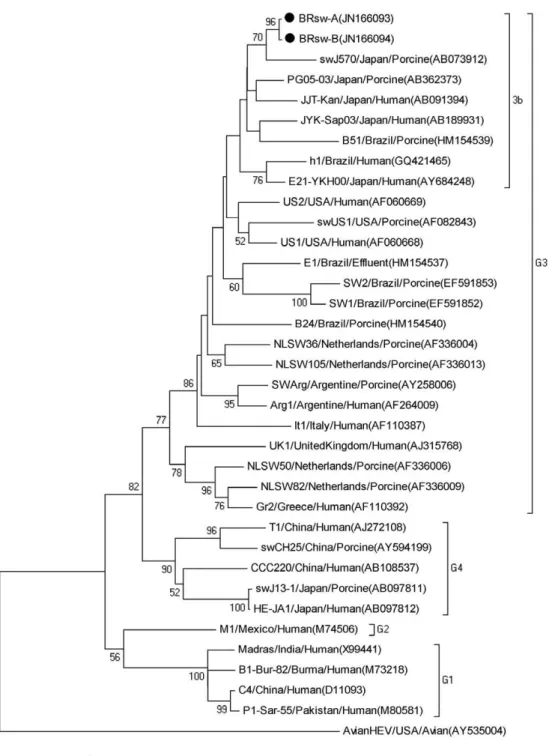 Fig. 1: phylogenetic analysis obtained using the neighbour-joining method based on the nucleotide sequences of a 228 bp region within the hepa- hepa-titis E virus (HEV) open reading frame 1