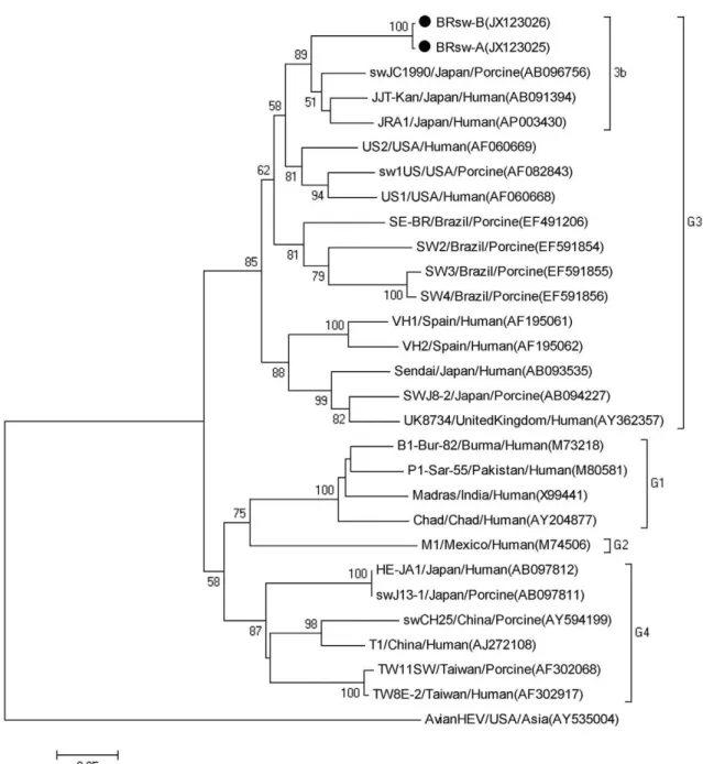 Fig. 2: phylogenetic analysis obtained using the neigh neighboor-joining method based on the nucleotide sequences of a 304 bp region within the  hepatitis E virus (HEV) open reading frame 2