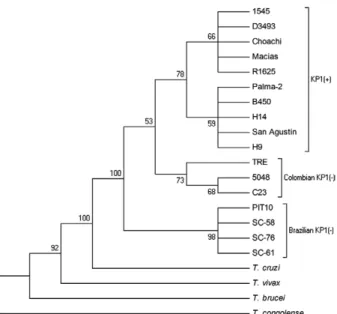 Fig.  1:  dendogram  analysis  based  on  the Trypanosoma  rangeli  pro- pro-tein tyrosine phosphatase (TrPTP2) gene
